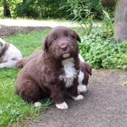 Australian Shepherd Puppies from AussieLand Shepherds