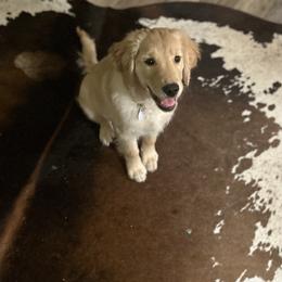Mako - Light golden female Golden Retriever puppy in Rainier, Washington from Hanson’s NW Goldens & Doodles