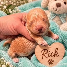 Rick - Gold and white male Shihpoo puppy in Cooper City, Florida from Jenny La Bone