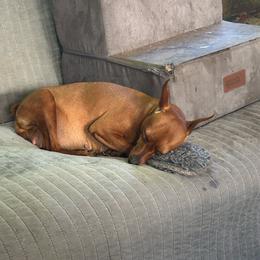 Susie - Miniature Pinscher