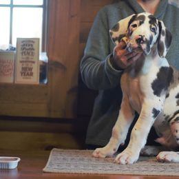 Great Dane Puppies from Ajani's Danes