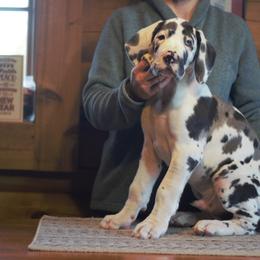 Great Dane Puppies from Ajani's Danes