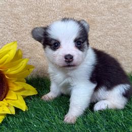Julie - Black and tan female Pembroke Welsh Corgi puppy in Stillwater, Oklahoma from Steele Family Farms