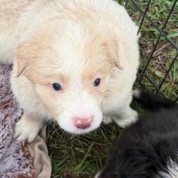 GREER - Gold merle male Border Collie puppy in Lakeview, Michigan from Haven Creek Farm