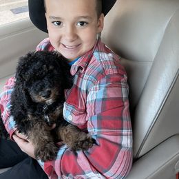 Poodle Puppies from Grandy’s Pretty Poodles