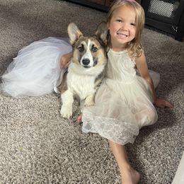 American Corgi and Pembroke Welsh Corgi Puppies from Circle D Corgis