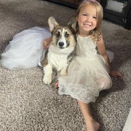 American Corgi and Pembroke Welsh Corgi Puppies from Circle D Corgis