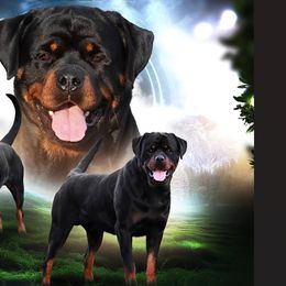 Voo - Rottweiler