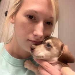 Girl 3 - Chocolate and cream Dachshund puppy in Troy, Tennessee from Brewer’s Mini Doxies