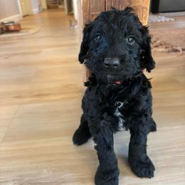 Oakley - Black male Labradoodle puppy in Alliance, Ohio from Mount Olive Doodles