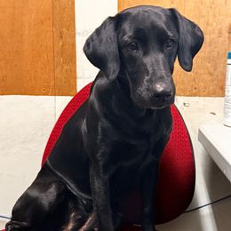 Twister - Labrador Retriever