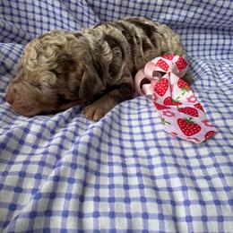 Maui - Merle male Goldendoodle puppy in Camden, North Carolina from Oopsie Doodles of NC