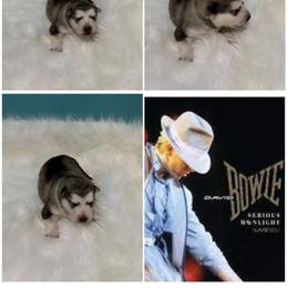 Serious Moonlight - Seal and white female Alaskan Malamute puppy in Easton, Maryland from Stars Howl-O Kennels by FurEver Friends Inc
