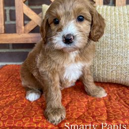 Smarty Pants - Apricot male Goldendoodle puppy in Sunman, Indiana from Brunsman Country Doodles LLC