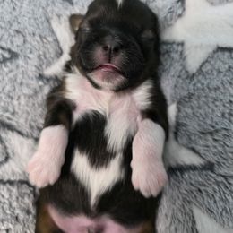 Noble - Black and white male Shichon puppy in Ronda, North Carolina from Willow River