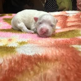 Basil - White male American Eskimo Dog puppy in Hesperia, California from Bella's American Eskimos