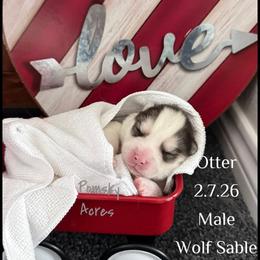Sir Otter of Pomsky Acres - Wolf sable male Pomsky puppy in Fort Collins, Colorado from Pomsky Acres