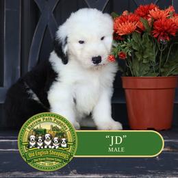 JD - Gray and white male Old English Sheepdog puppy in Cleveland, Tennessee from Narrow Path Old English & Sheepadoodles
