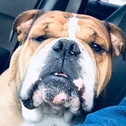 Bulldogs from Mudlick Bulldogs