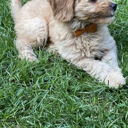 Goldendoodle Puppies from Coal Country Doodles