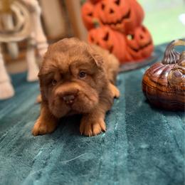 Teddy Bear Chai - Chocolate dilute male Chinese Shar-Pei puppy in Auburn, Kansas from Justin's Chinese Shar-Pei
