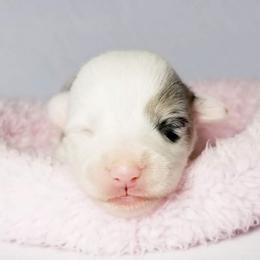 American Corgi and Pembroke Welsh Corgi Puppies from Whimsical Treasure Corgis