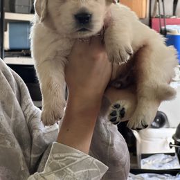 Orange boy - Light golden male Golden Retriever puppy in Front Royal, Virginia from Olympus Golden Retrievers