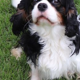 Zander - Cavalier King Charles Spaniel