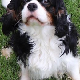 Zander - Cavalier King Charles Spaniel