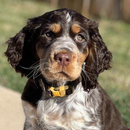 English Springer Spaniels from Goldridge Springers