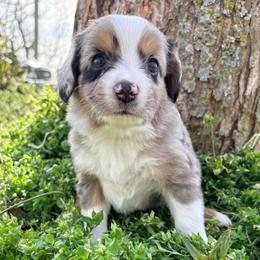 Goose (AKC and ASDR) - Blue merle male Miniature American Shepherd puppy in Stockton, Missouri from Kizmit Farmz