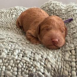 Purple - Apricot female Goldendoodle puppy in Greenville, South Carolina from Law Doodles of SC
