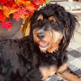 Molly - Bernedoodle