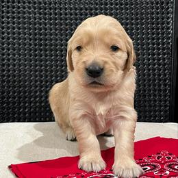 Red - Golden male Golden Retriever puppy in Lake City, Minnesota from Windcliff Goldens