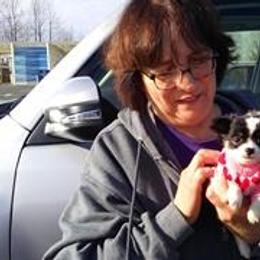 Chihuahua Puppies from Chilove Chihuahuas