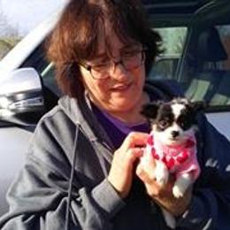 Chihuahua Puppies from Chilove Chihuahuas