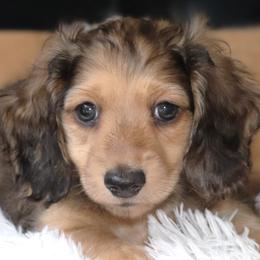 Liam - Cream male Dachshund puppy in Azle, Texas from American Dachshunds
