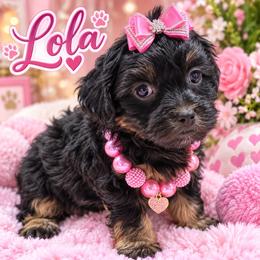 Lola - Black and gold female Yorkipoo puppy in Cooper City, Florida from Jenny La Bone