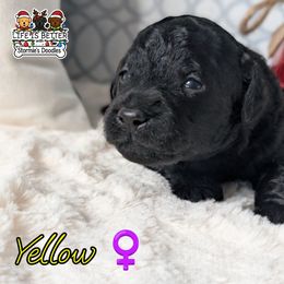 Yellow Girl - Black female Goldendoodle puppy in Rockledge, Florida from Stormie's Doodles