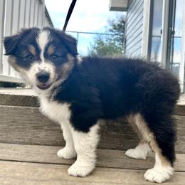 Eve - Black tri-color female Australian Shepherd puppy in Wauneta, Nebraska from 4H Aussies