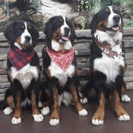 Bernese Mountain Dog All Grown Up from Bernese Mountain Railway