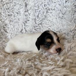 Boy 1 - Piebald male Dachshund puppy in Hindsville, Arkansas from Okie Dokie Doxie