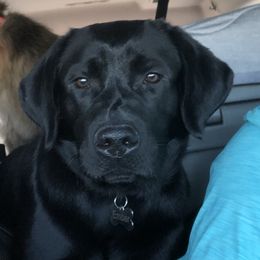 Ember - Labrador Retriever