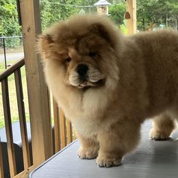 Chow Chow Puppies from Graystone Kennel