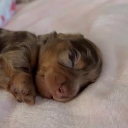 Sassie - Dapple female Dachshund puppy in Summerfield, Florida from Dachshundly Perfect