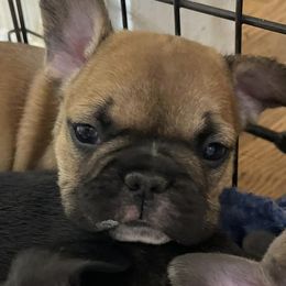 Boston Terriers and French Bulldogs from Ferina’s Benevolent Bostons and Bulldogs
