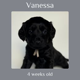 Vanessa - grey collar - Black female Labradoodle puppy in Beavercreek, Oregon from Auburn Sky Labradoodles