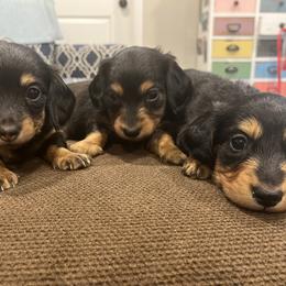 Dachshund puppies from Tippecanoe Mini Dachshund