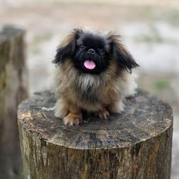 Rolex - Fawn sable male Pekingese puppy in Conroe, Texas from SFLK