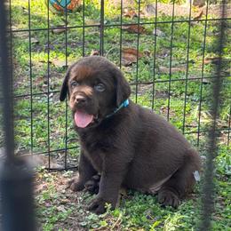 Blue Collar Male - Chocolate male Labrador Retriever puppy in Kissimmee, Florida from SunState Labs